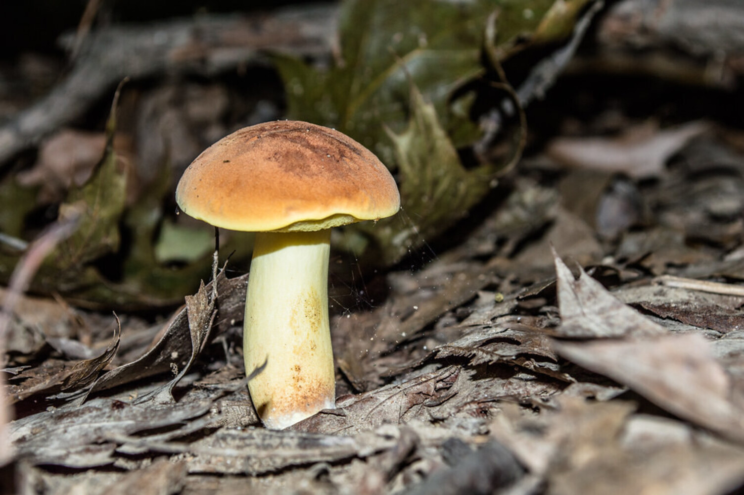 Mushroom Walk with Jessika Gauvin